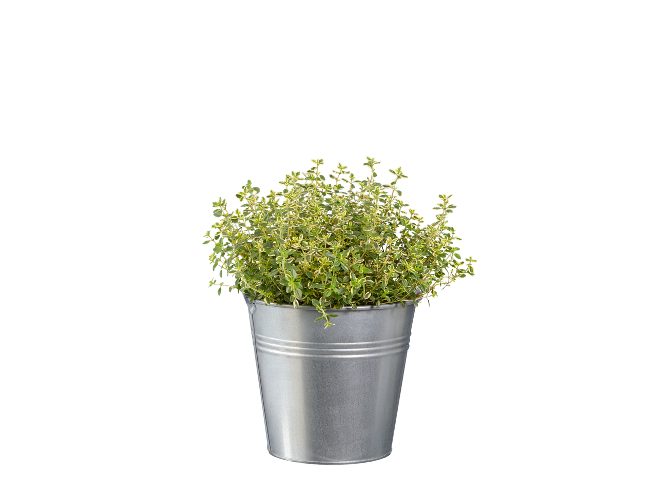 Plante de thym dans un pot en métal.
