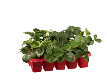 Aardbeienplant in tray