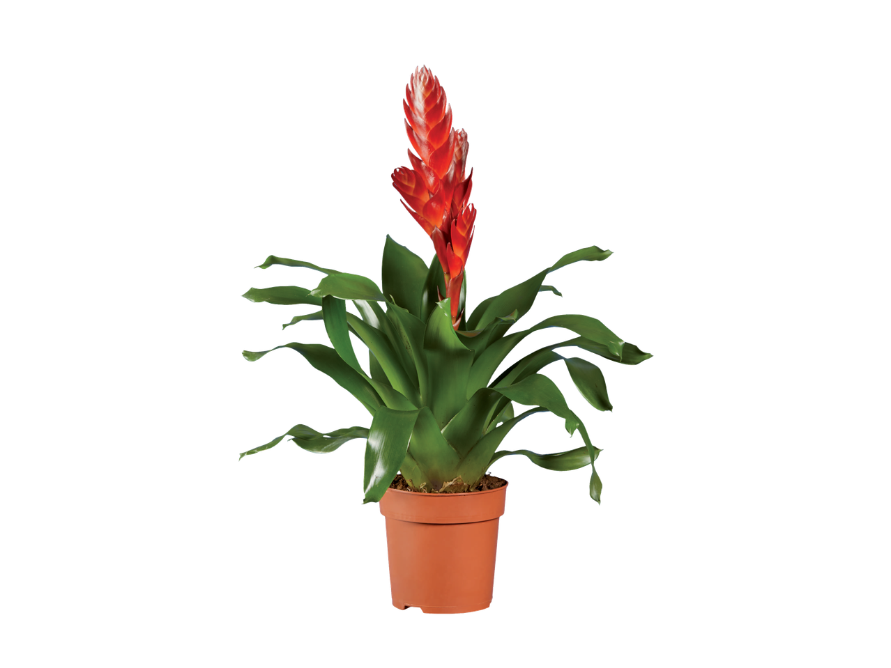 Bromeliad plant in a pot with red flowers.