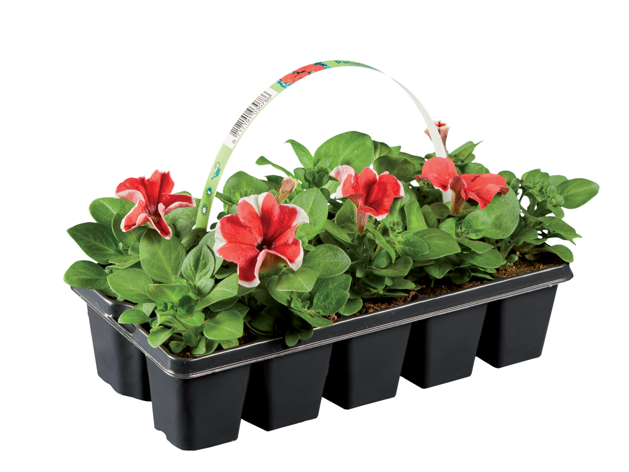 Petuniaplantjes in een zwarte tray.