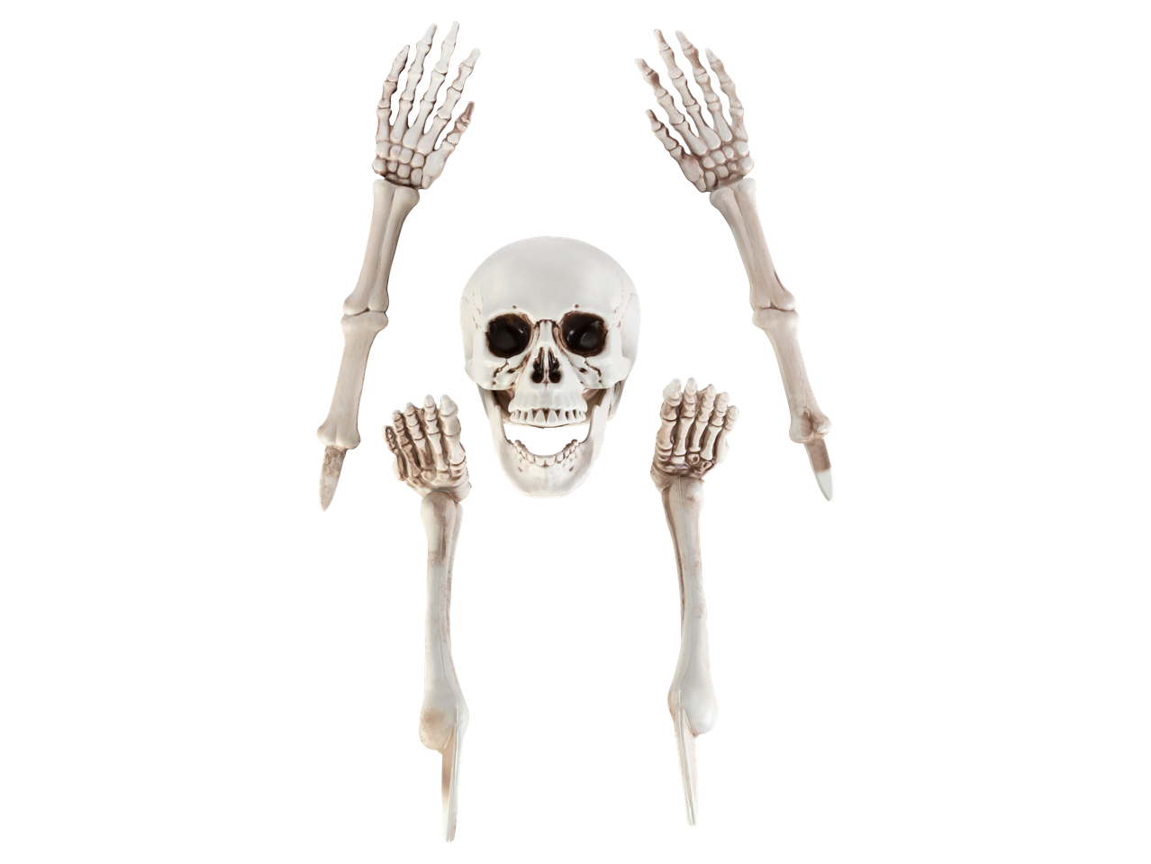 A skeleton head and four skeleton limbs arranged on a black background.