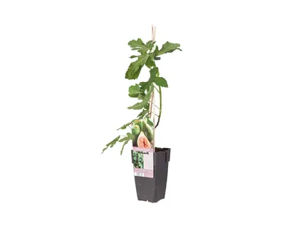 Vijgenboom