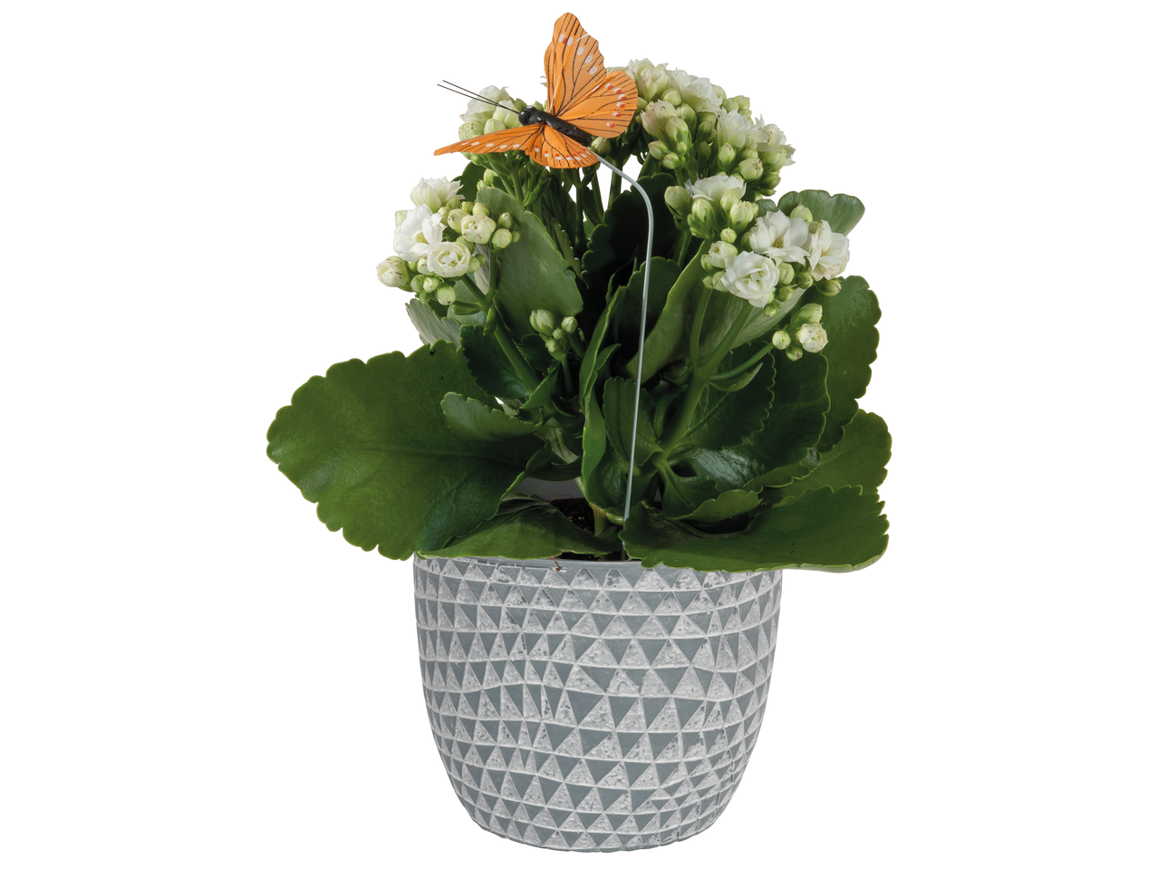 Plantă Kalanchoe într-un ghiveci gri cu model geometric și fluture decorativ.