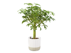 A modern houseplant in a white and beige ceramic pot.