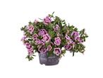 Саксия с цъфтящи калибрахое в лилави и розови нюанси, с надпис „Season's Best Colours“.