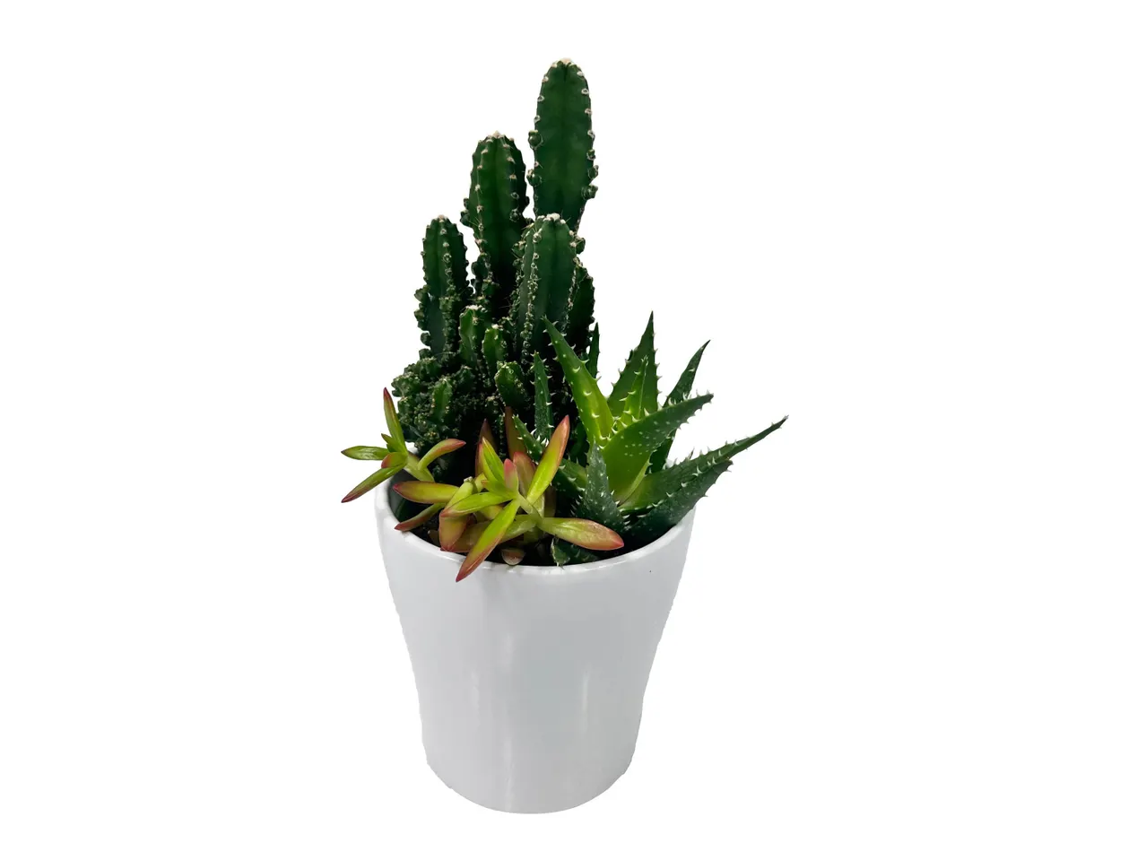 Vaso bianco con piante grasse e cactus su sfondo bianco.
