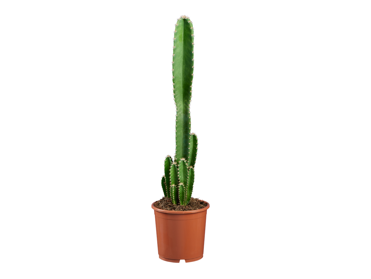 Een zuilcactus in een bruine pot op een zwarte achtergrond.