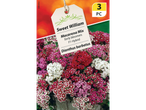 Sweet William Macarena Mix flower seeds, 3 pieces, with red, pink, and white blooms.