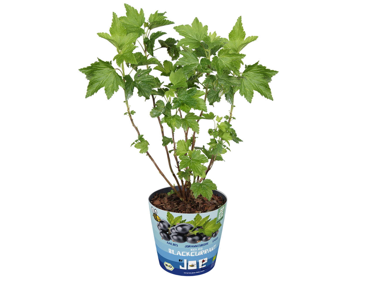 Mini zwarte bessenstruik in pot met etiket 'Blackcurrant 100% Bio'.