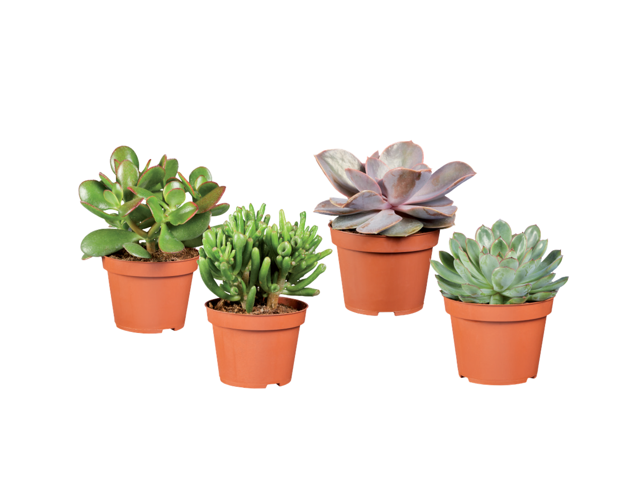 Četiri saksije sa sukulentima: žad, gollum, echeveria i graptopetalum.