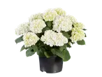 Pot met witte hortensia's in bloei.