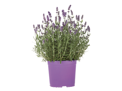 Lavendel angustifolia