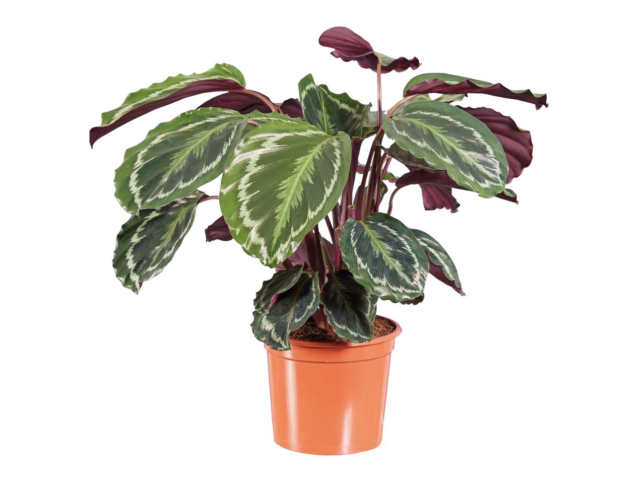 Tropska rastlina Calathea Ornata v oranžnem loncu.