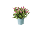 Roze bloeiende plant in een blauwgroene pot.