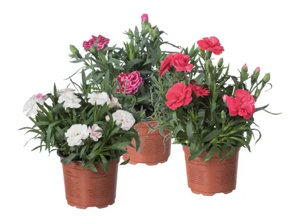 Nelken Dianthus