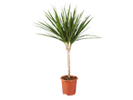 Dracaena plant in a pot.