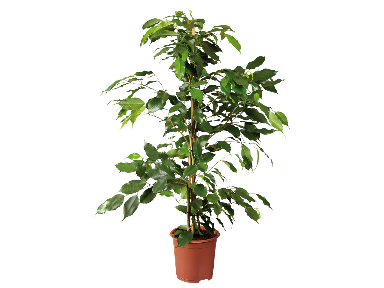 Plantă mare Ficus Benjamina într-un ghiveci de teracotă.