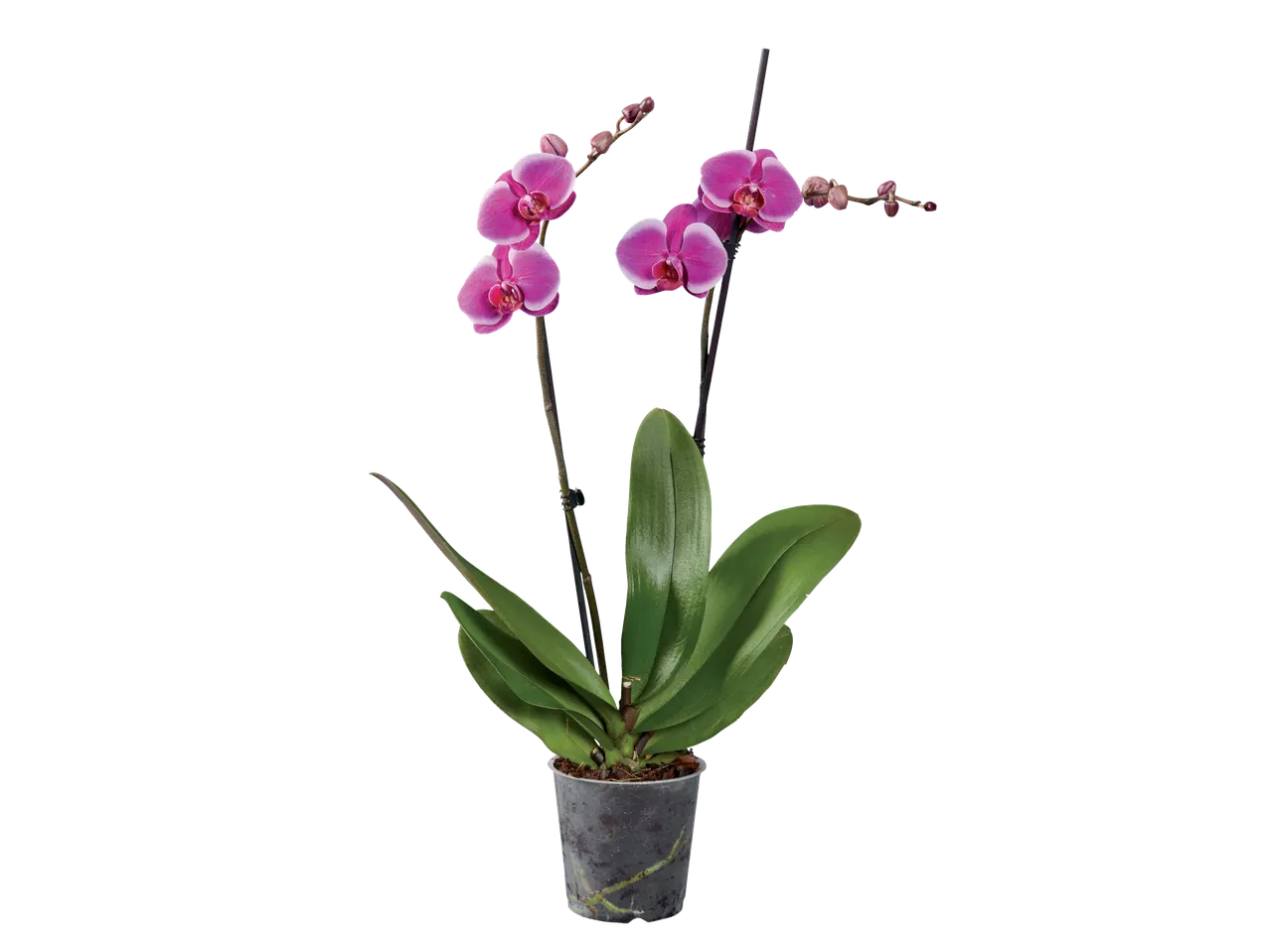Pink orchids in a pot.