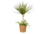 Plante d'intérieur Dracaena et lierre dans un pot en osier.