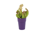 Vleesetende plant in paarse pot.
