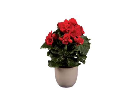 Begonia