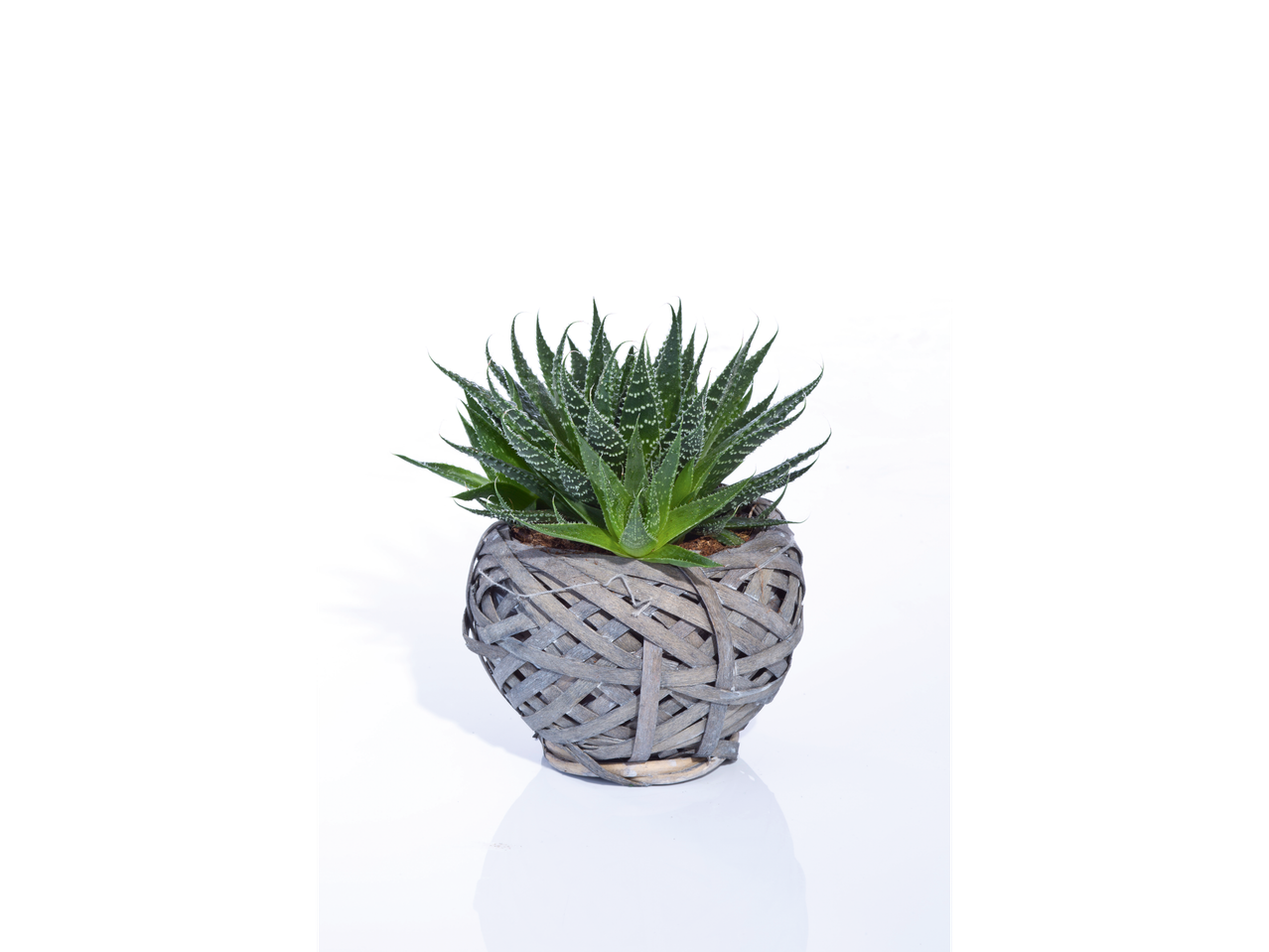 Plantă suculentă într-un ghiveci din răchită gri.
