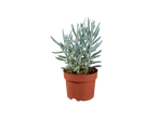 Succulent in a brown pot.