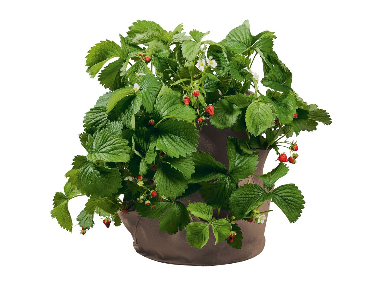 Go to full screen view: Parkside Strawberry Grow Bags - 2 Pack - Beige - Image 4