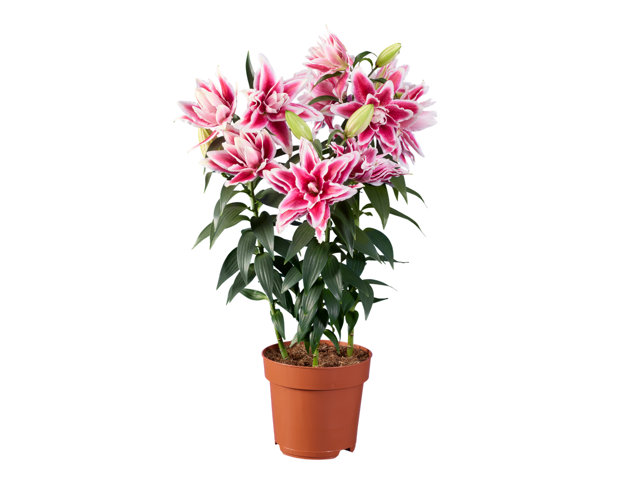 Lírio oriental rosa e branco num vaso castanho