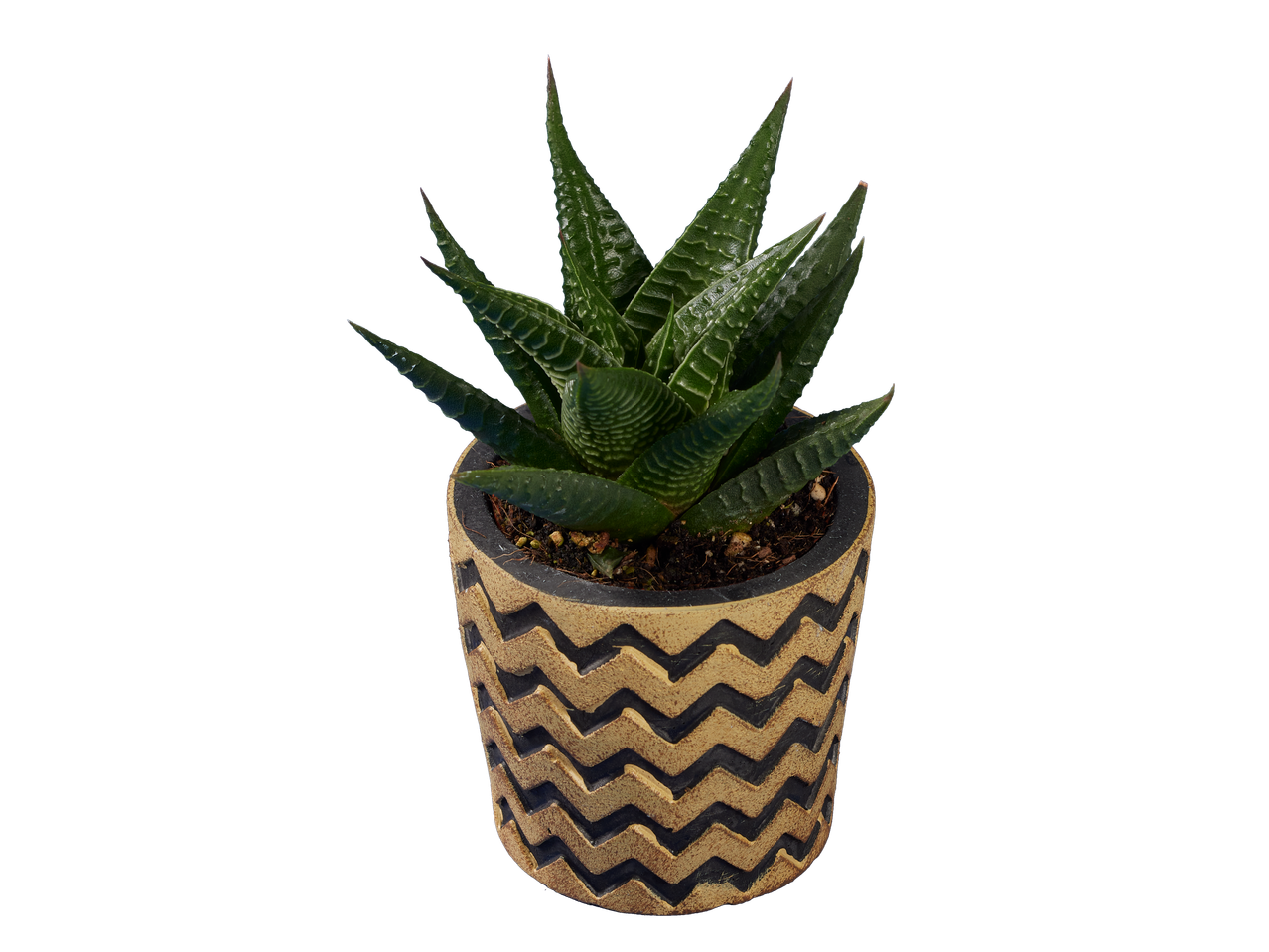 Plante succulente en pot à motif géométrique.