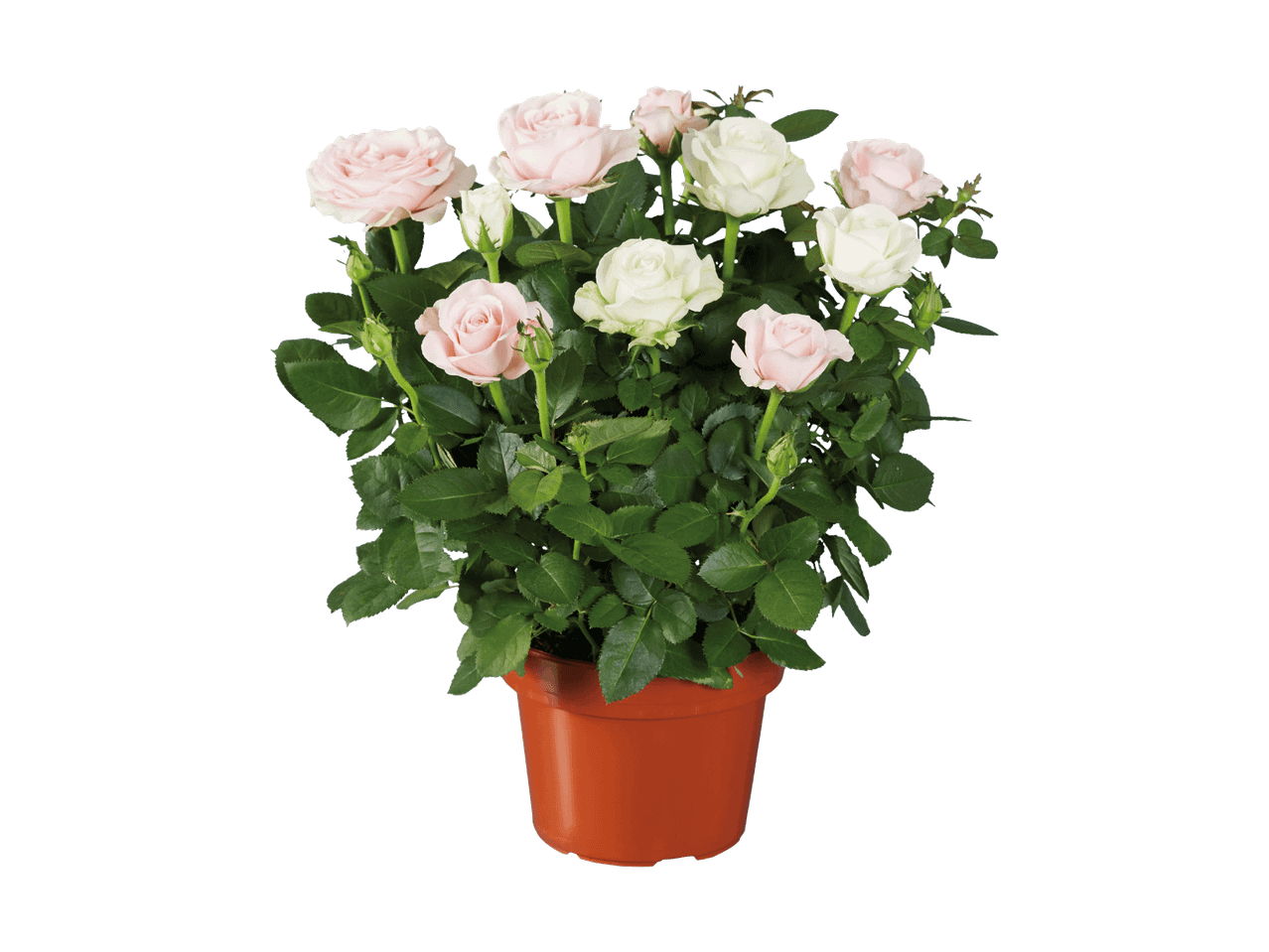 Ein Topf mit rosa und weißen Rosen auf schwarzem Hintergrund.