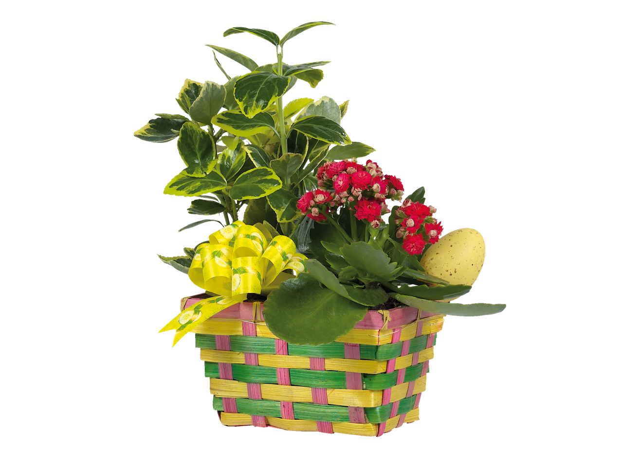 Ghveci cu flori de kalanchoe și plante veșnic verzi, decorațiuni de Paște.