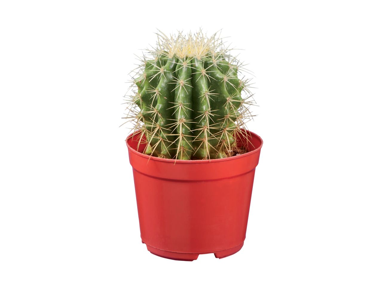 Cactus in a red pot.