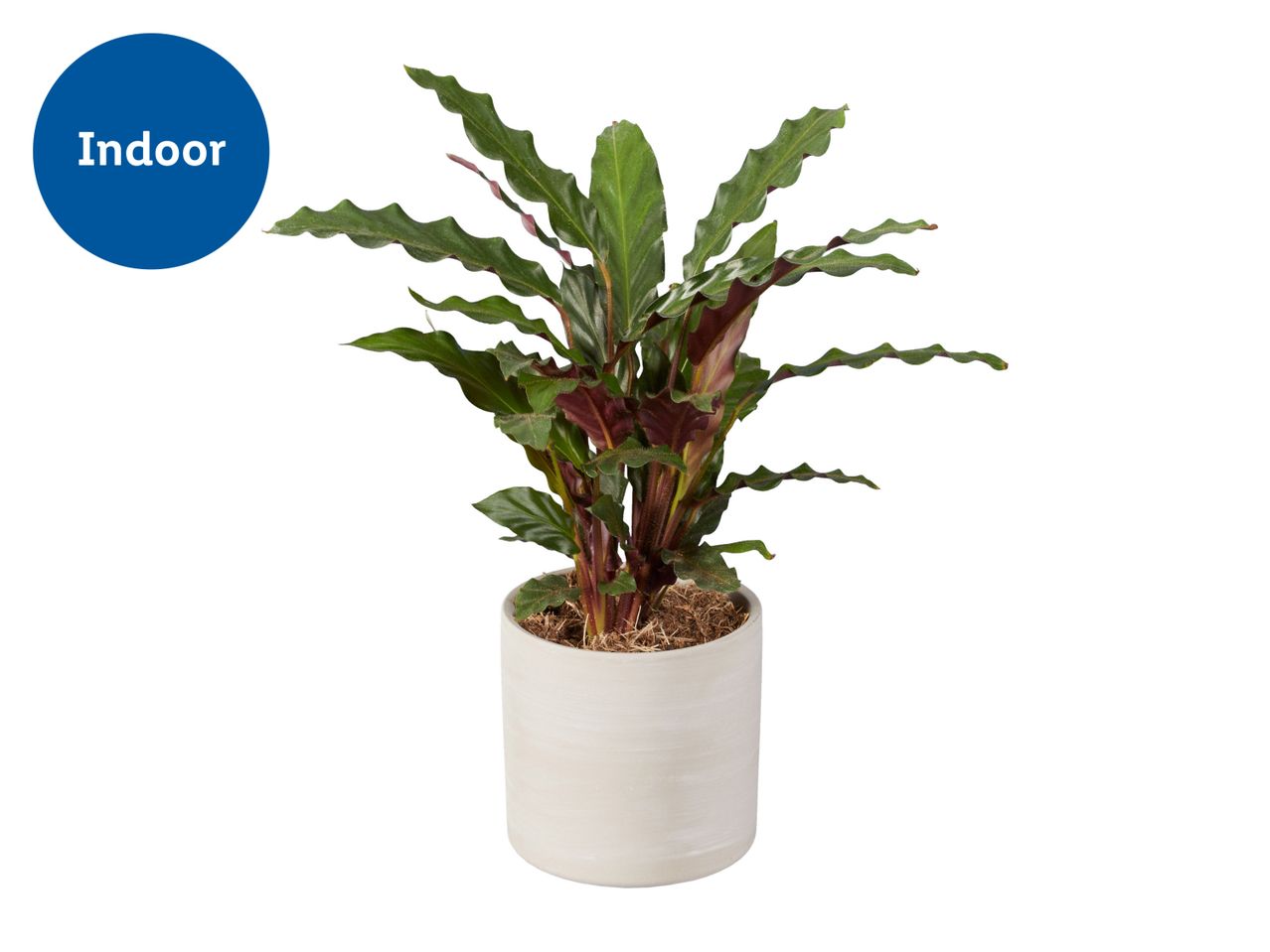 Calathea Houseplant with Grey Ceramic