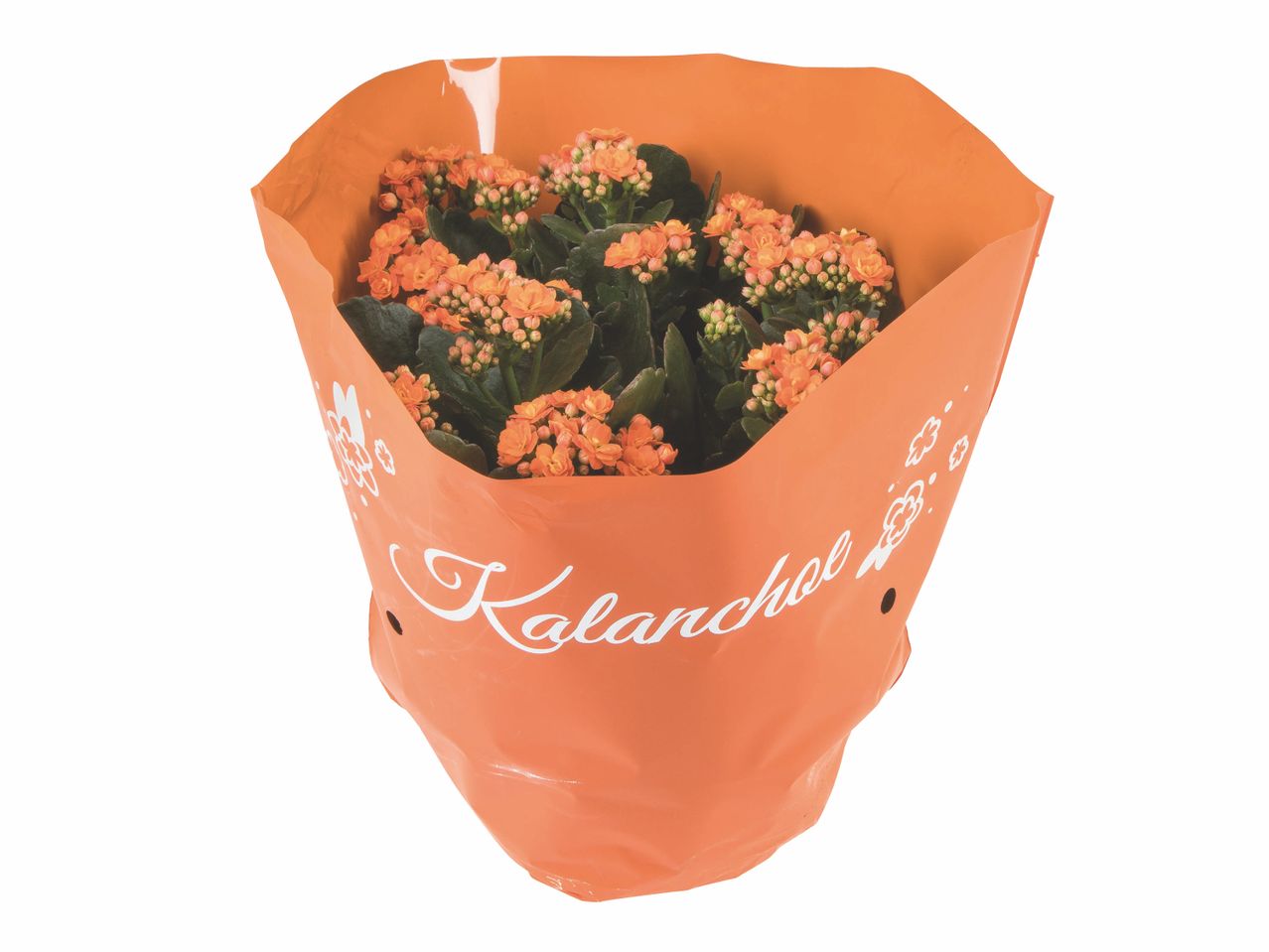 Plante Kalanchoe dans un pot orange.