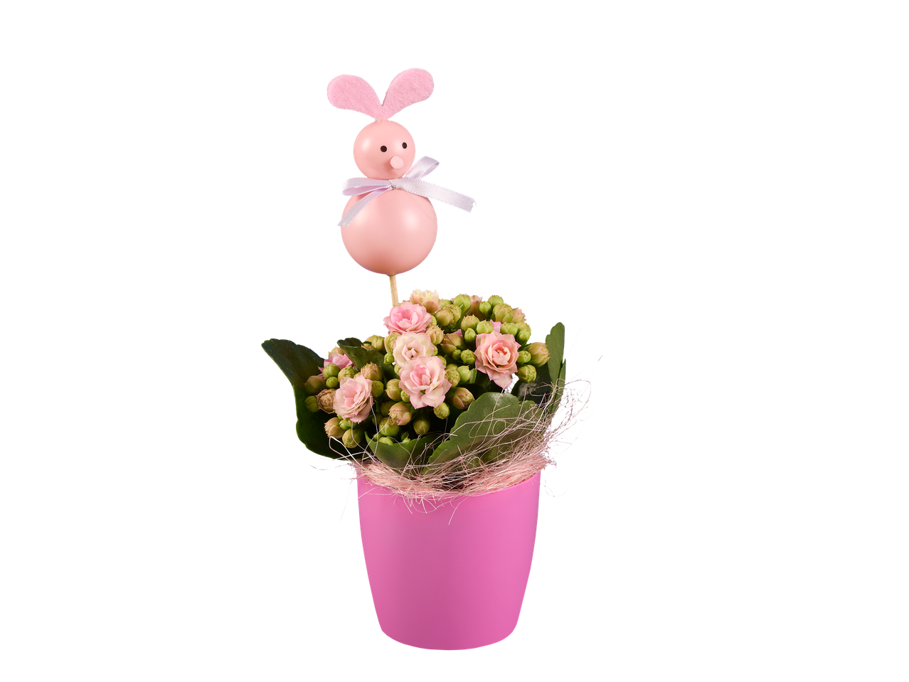 Plante Kalanchoé rose dans un pot rose, décoré d'un lapin rose.