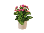 Planta de Kalanchoe em vaso rosa.