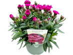 Potted pink Dianthus flowers with a Sinclair label, against a black background.