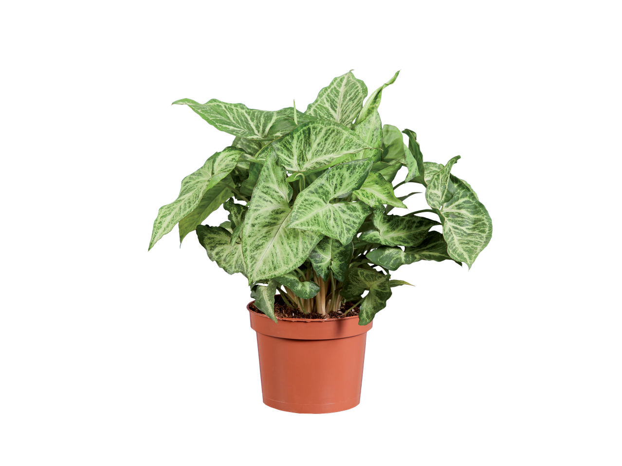 Syngonium plant in een bruine pot.