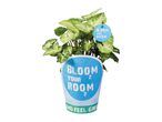 Potted houseplant with green and white leaves, in a blue and green pot with text.