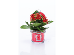 O plantă Kalanchoe roșie într-un borcan de sticlă roșu.