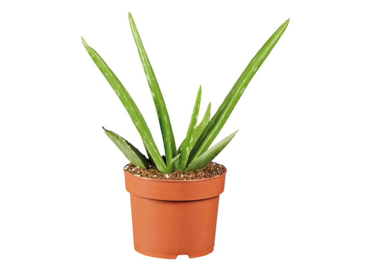Majhna aloe vera rastlina v terakota lončku.