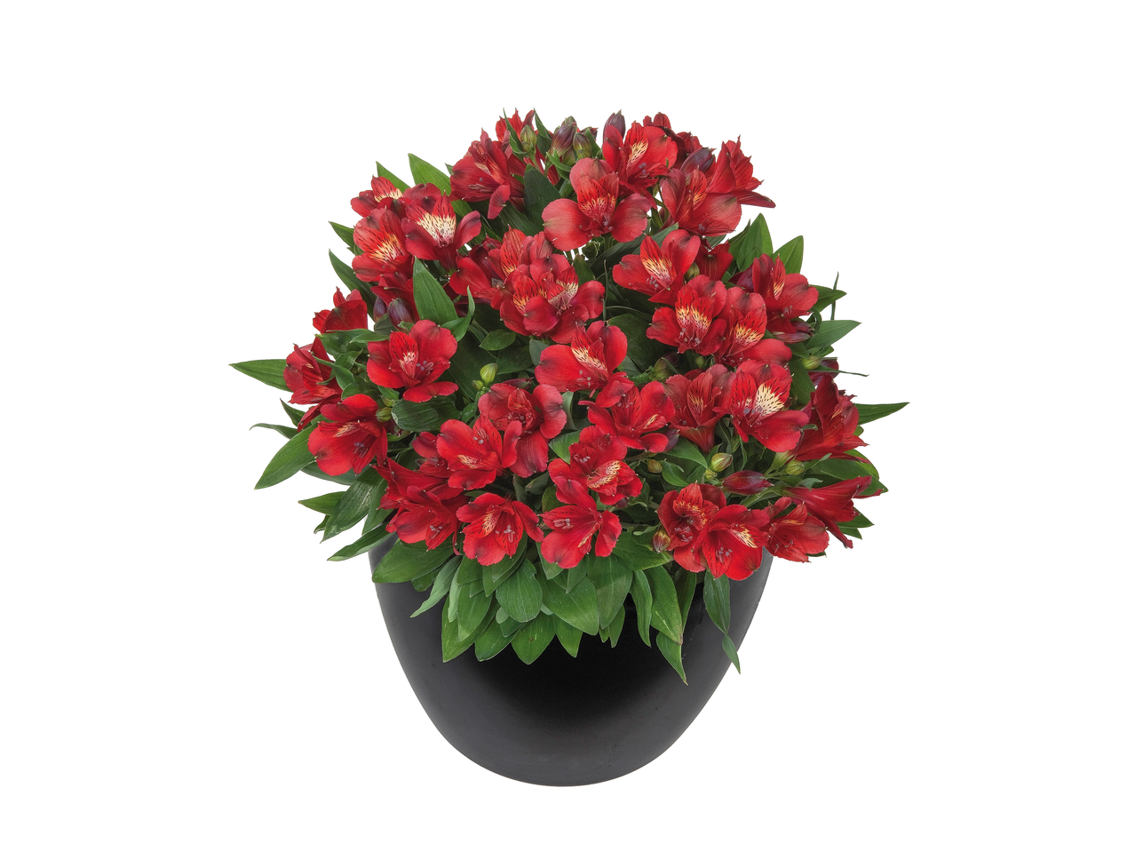 Red alstroemeria flowers in a black pot.