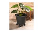 Potted plant on a wheeled stand, against a stone wall and bamboo furniture