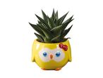 A small succulent plant in a cute yellow owl-shaped ceramic pot.