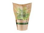 A potted plant in a biodegradable paper sleeve, labeled 'Healthy and Purifying'.