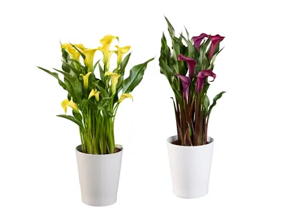Calla im Keramikübertopf