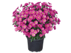Roze aster bloemen in een pot.