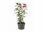 Plante en pot à fleurs roses.