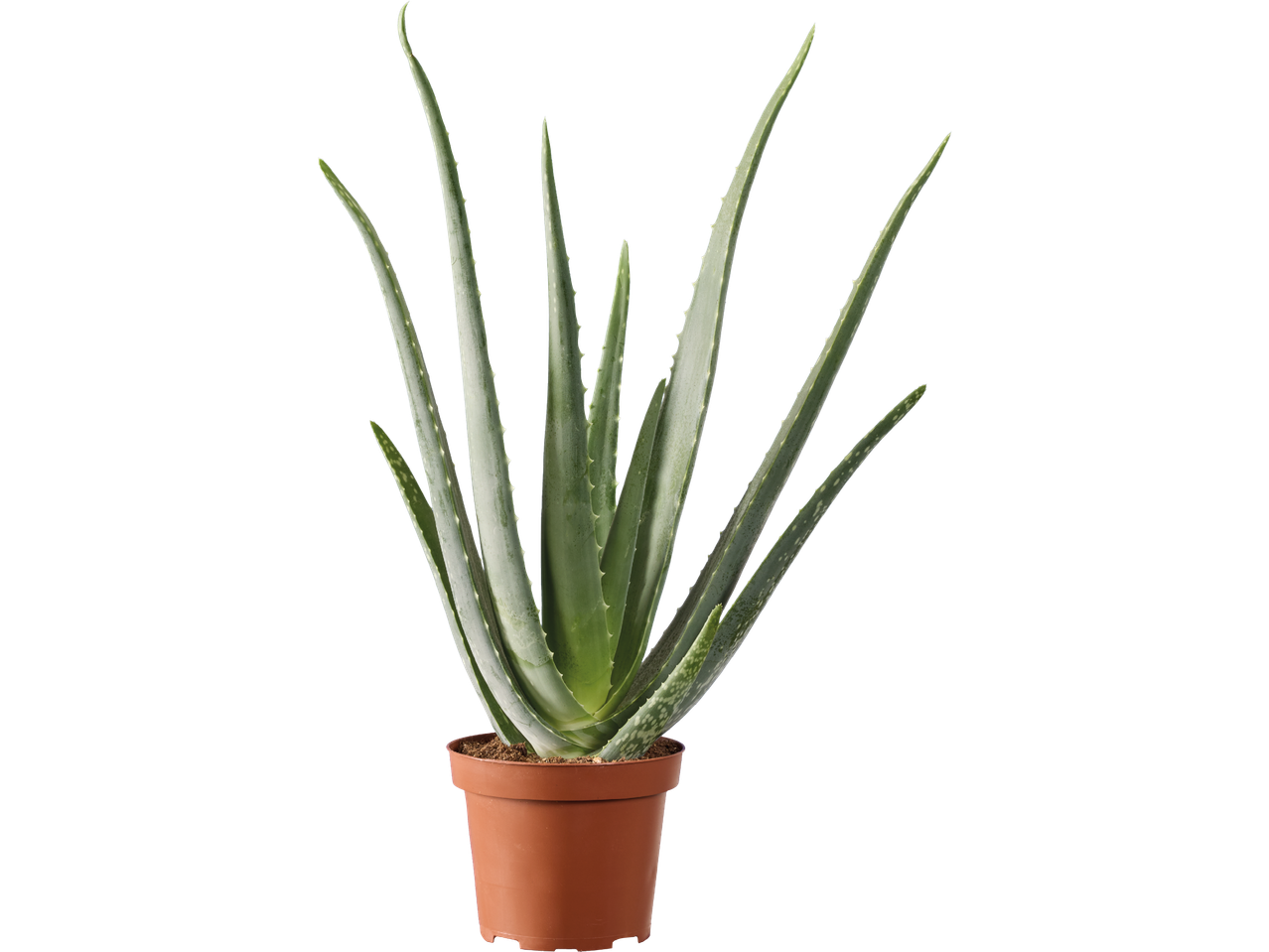 En aloe vera-växt i en brun kruka.